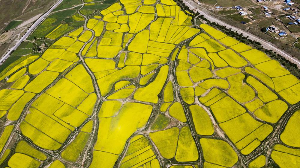 西藏墨竹工卡縣油菜農(nóng)田。