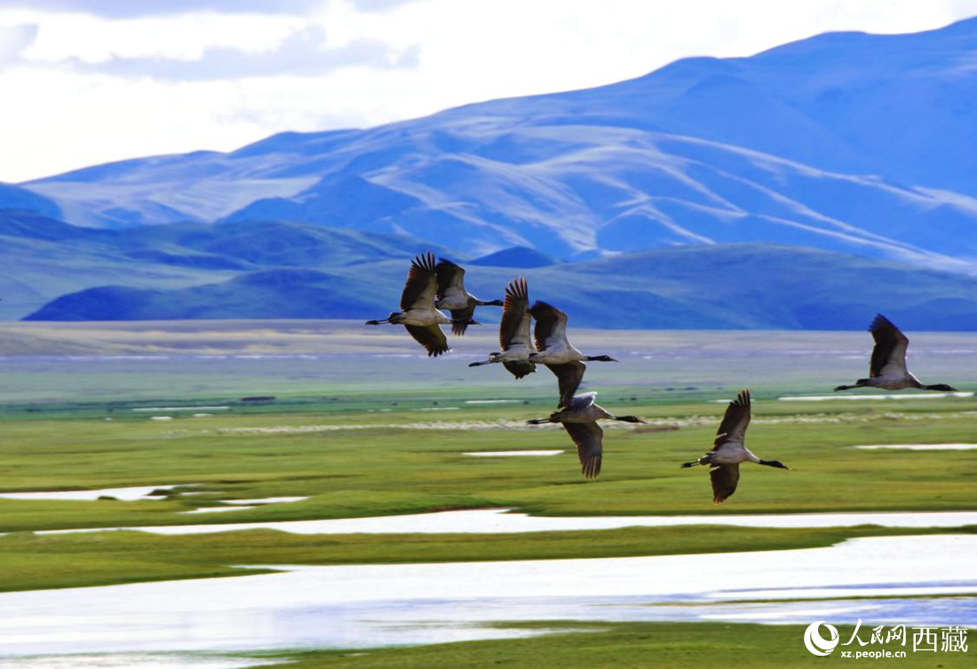 黑頸鶴在草原起舞。人民網(wǎng) 李海霞攝