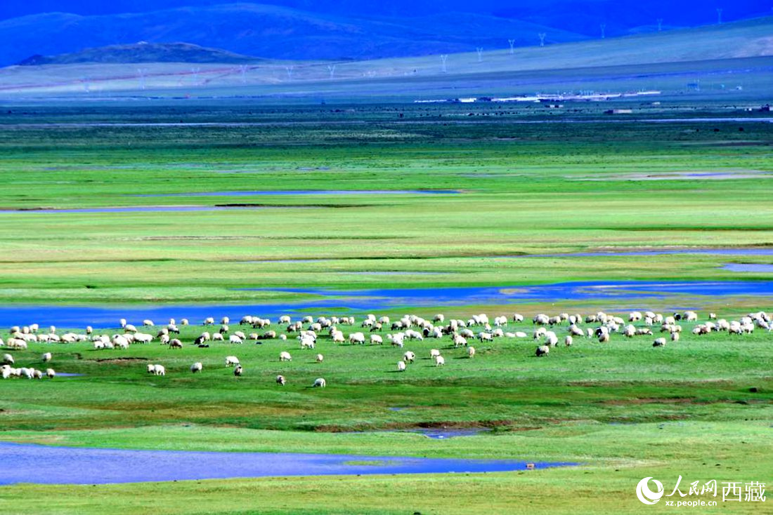 水草豐美的草原，牛羊悠閑覓食。人民網(wǎng) 李海霞攝