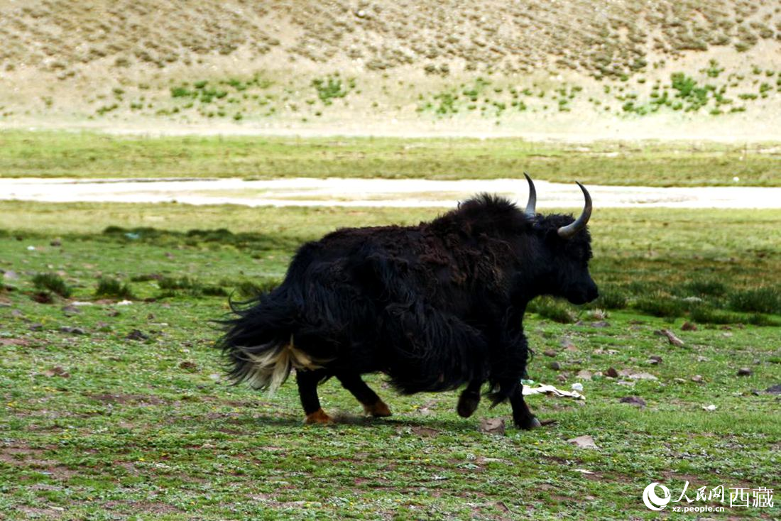 牦牛在草原撒歡兒。人民網(wǎng) 李海霞攝