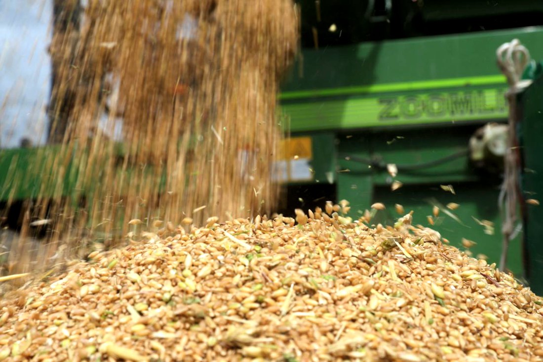 承載著希望的青稞，顆粒歸倉。洛克攝