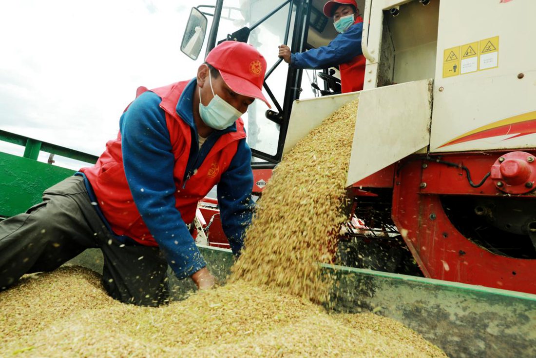 疫情之下，志愿者是田間最美的風(fēng)景。洛克攝