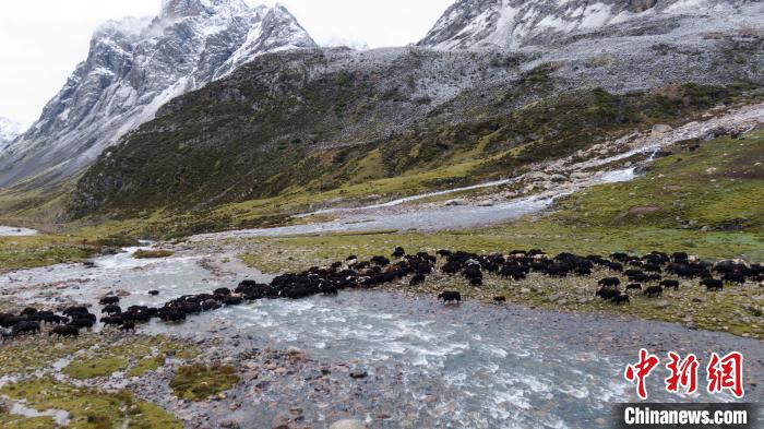 圖為轉(zhuǎn)場中的牦牛?！÷蹇?攝