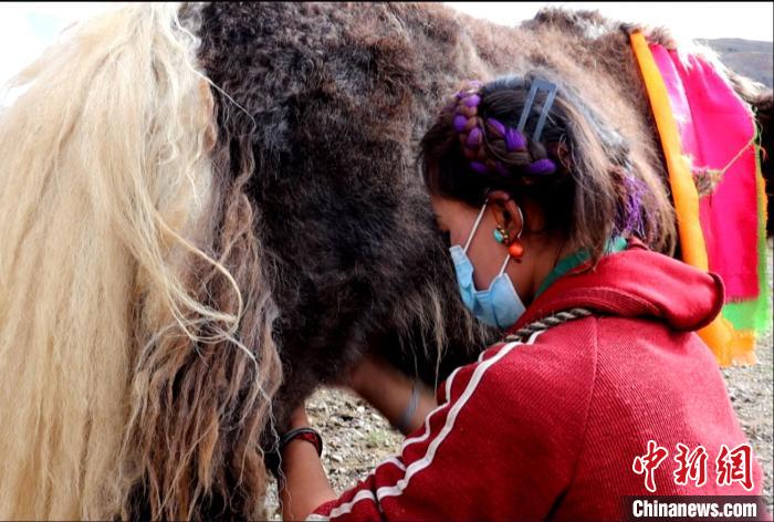 圖為牧民正在擠奶?！∪湛t文聯(lián)供圖