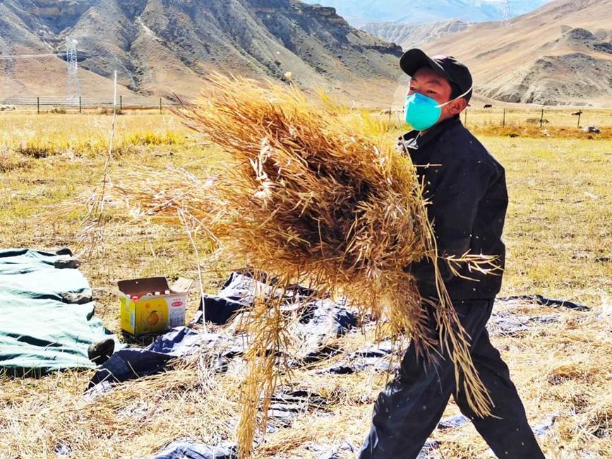 西藏吉?。簬愠两襟w驗(yàn)秋收打場(chǎng)【2】