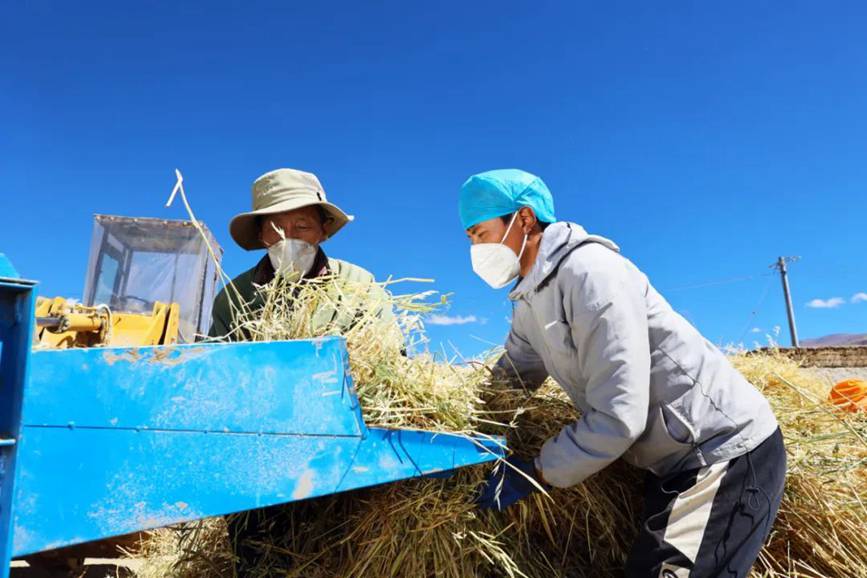 西藏吉?。簬愠两襟w驗(yàn)秋收打場(chǎng)【4】