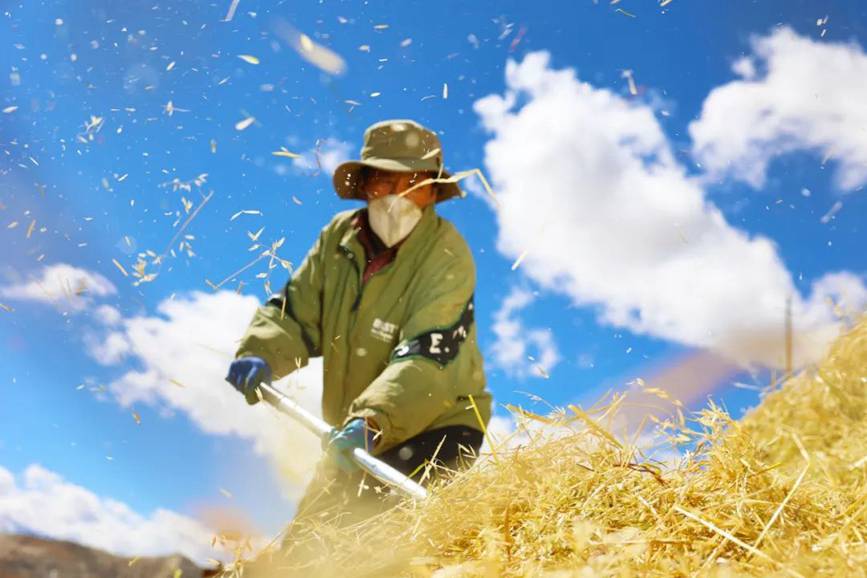 西藏吉?。簬愠两襟w驗(yàn)秋收打場(chǎng)【5】