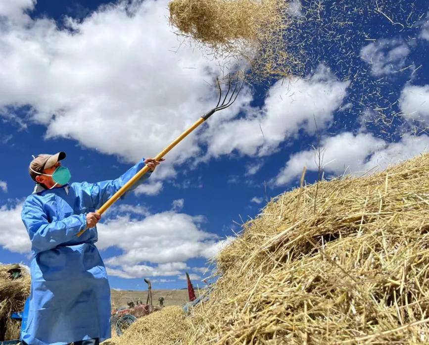 西藏吉?。簬愠两襟w驗(yàn)秋收打場(chǎng)【6】