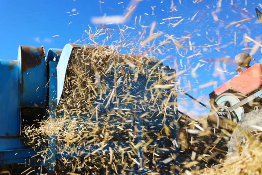 西藏吉?。簬愠两襟w驗(yàn)秋收打場(chǎng)【7】