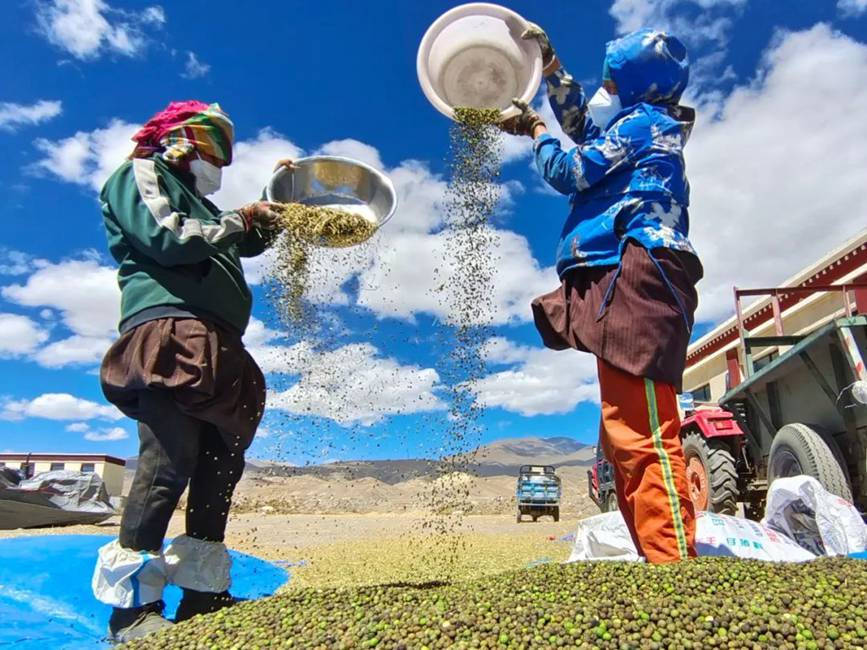 西藏吉?。簬愠两襟w驗(yàn)秋收打場(chǎng)【10】