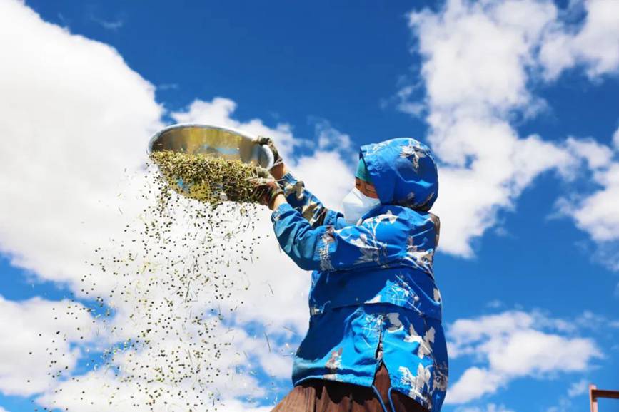 西藏吉?。簬愠两襟w驗(yàn)秋收打場(chǎng)【12】