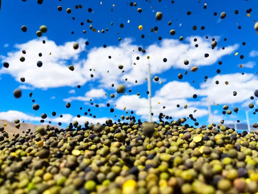 西藏吉?。簬愠两襟w驗(yàn)秋收打場(chǎng)【14】