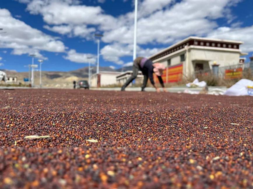 西藏吉?。簬愠两襟w驗(yàn)秋收打場(chǎng)【15】