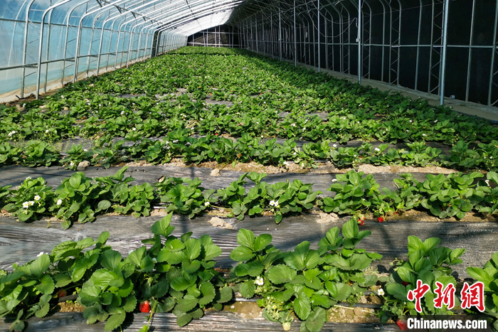圖為10月21日，康馬縣薩馬達鄉(xiāng)高原溫室大棚內(nèi)的草莓長勢良好。<a target='_blank' href='/'><p  align=
