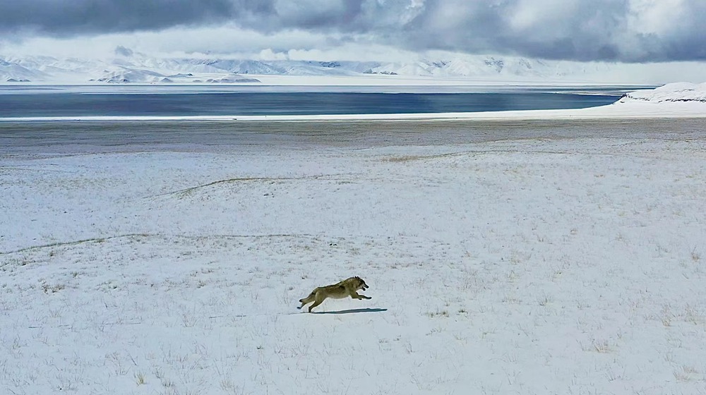 雪地里疾馳的阿里“狼”。