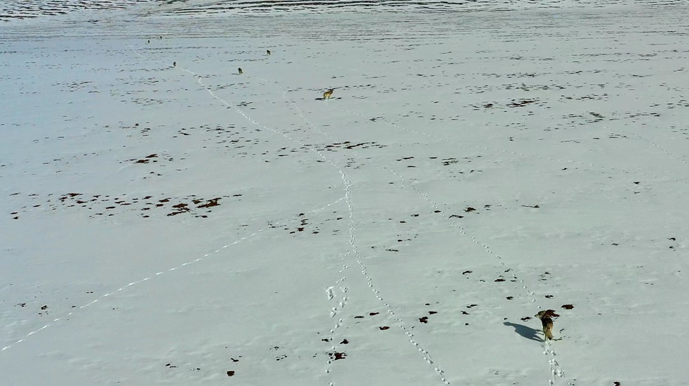 天地一色，狼群在雪地里不斷地向前奔跑。