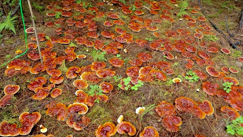 靈芝長(zhǎng)勢(shì)喜人。