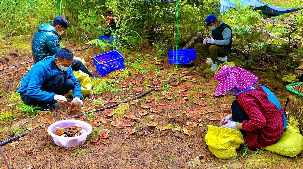 采摘靈芝。