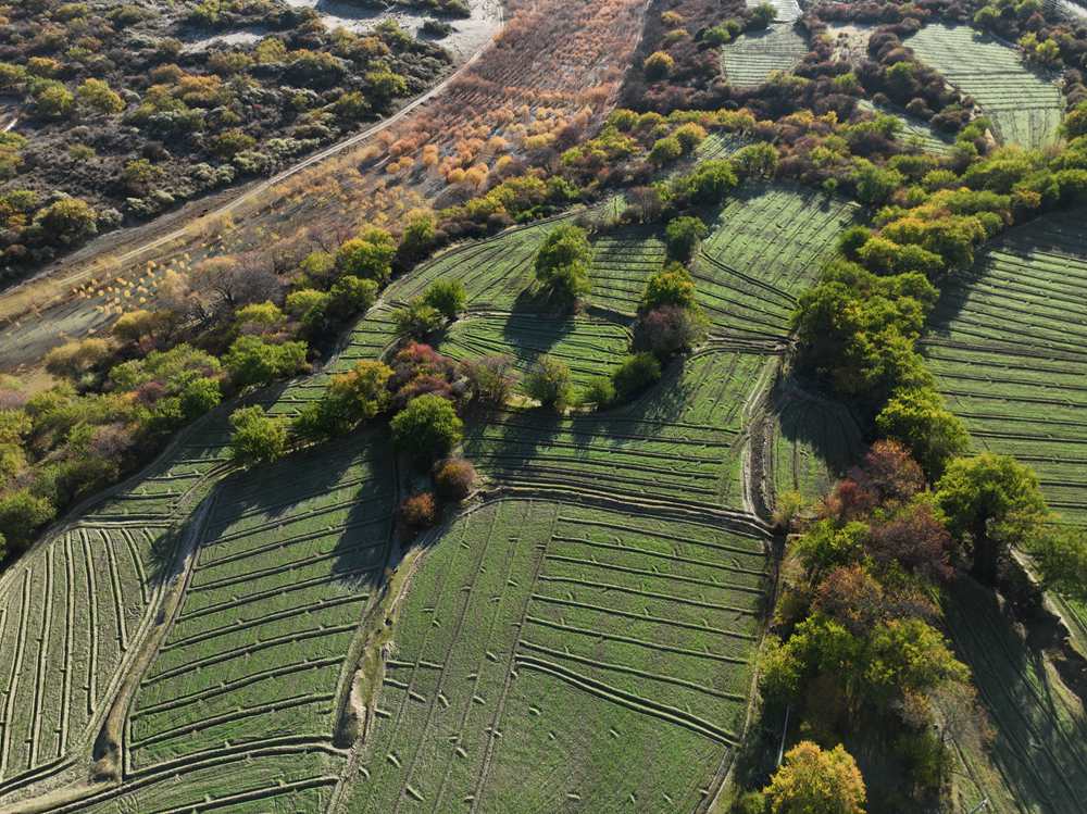 雅魯藏布江畔的高原梯田。