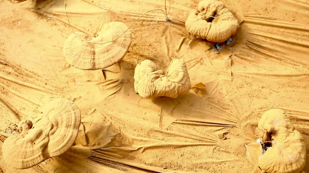 靈芝基地內孢子粉布滿塑料膜。