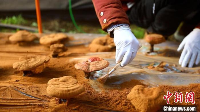 圖為農(nóng)民采收靈芝孢子粉?！〉录?攝