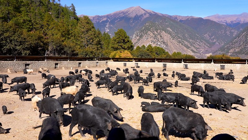 養(yǎng)殖基地里的藏香豬。