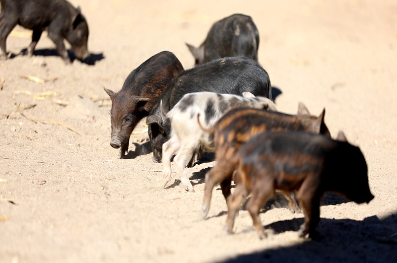 藏香豬在覓食。