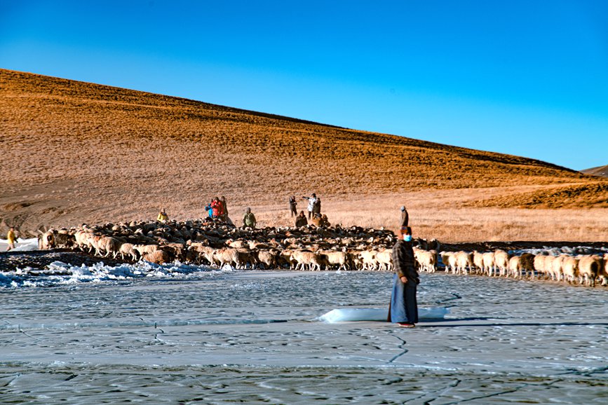 牧民趕著羊群，準備通過冰面。 覃穎華攝