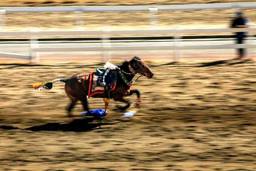 藏歷新年，精彩的馬術表演。張靜攝