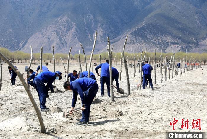 林芝市巴宜區(qū)森林消防中隊(duì)志愿服務(wù)隊(duì)熱火朝天的植樹現(xiàn)場(chǎng)?！∥骼@拉翁 攝