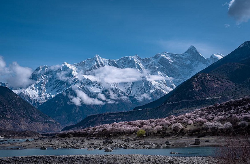 雪山下的桃花。張靜攝