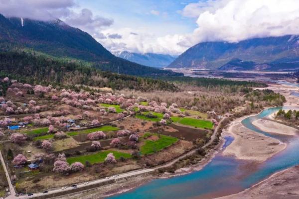 人間桃花源！林芝桃花有多絕？