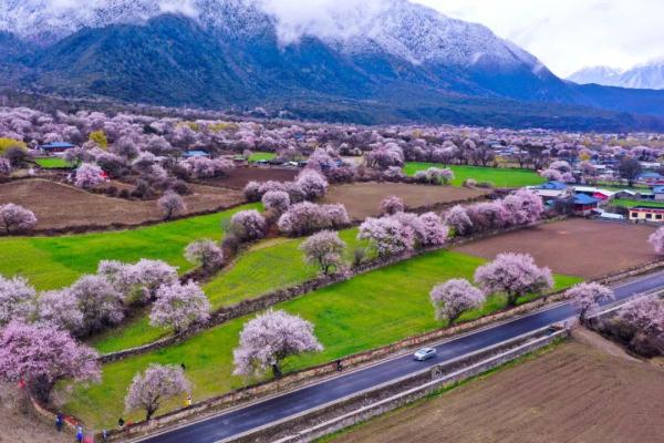人間桃花源！林芝桃花有多絕？