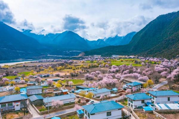 人間桃花源！林芝桃花有多絕？