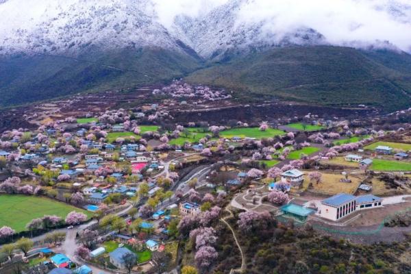 人間桃花源！林芝桃花有多絕？