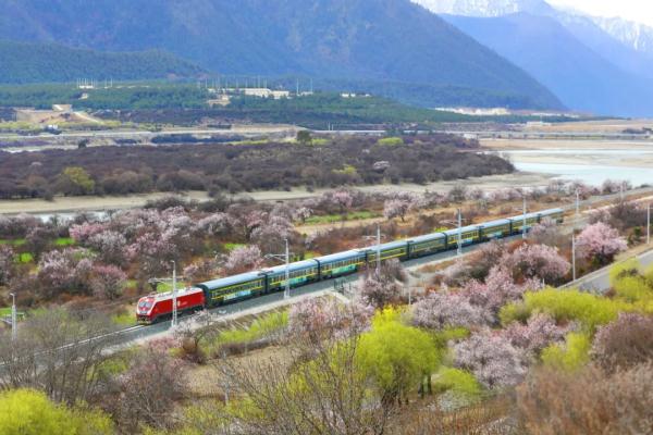 人間桃花源！林芝桃花有多絕？