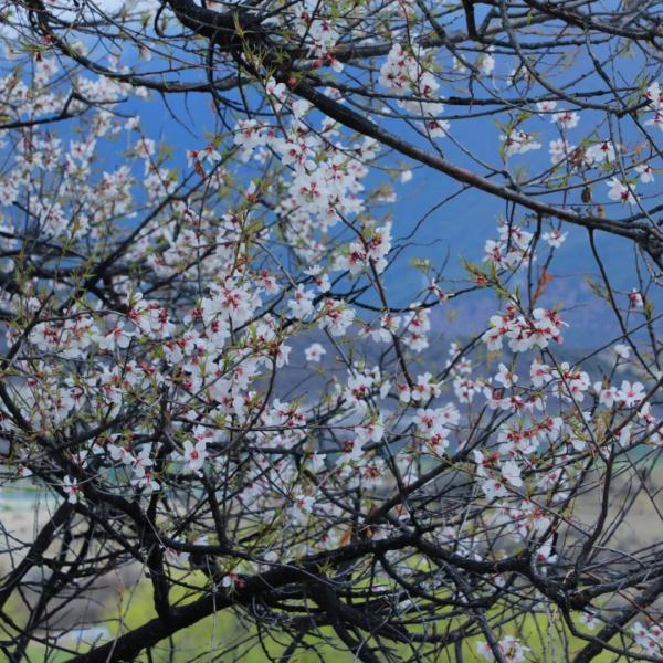 人間桃花源！林芝桃花有多絕？