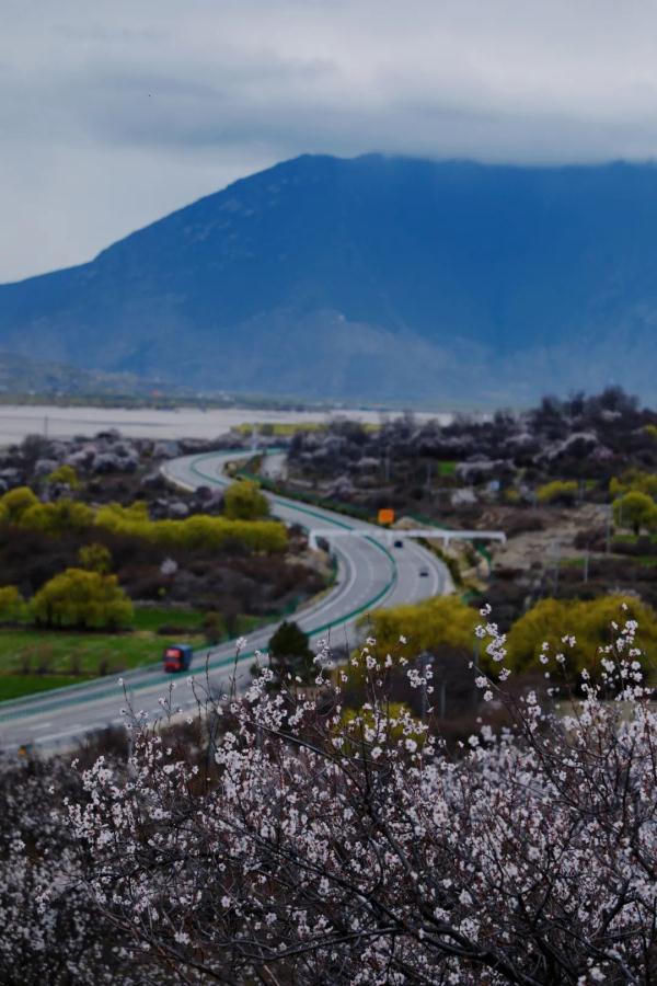 人間桃花源！林芝桃花有多絕？
