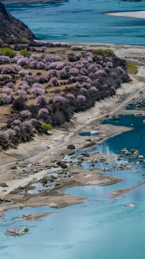 人間桃花源！林芝桃花有多絕？