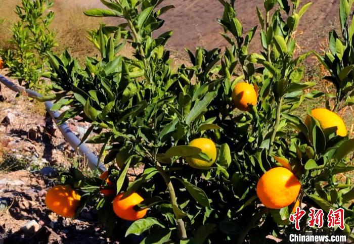 昌都芒康縣依托“兩江流域”干熱河谷地帶地理優(yōu)勢將康巴蜜橘、蘋果、甜石榴、葡萄、蜜桃等經(jīng)濟林木種植。　昌都市芒康縣委宣傳部供圖