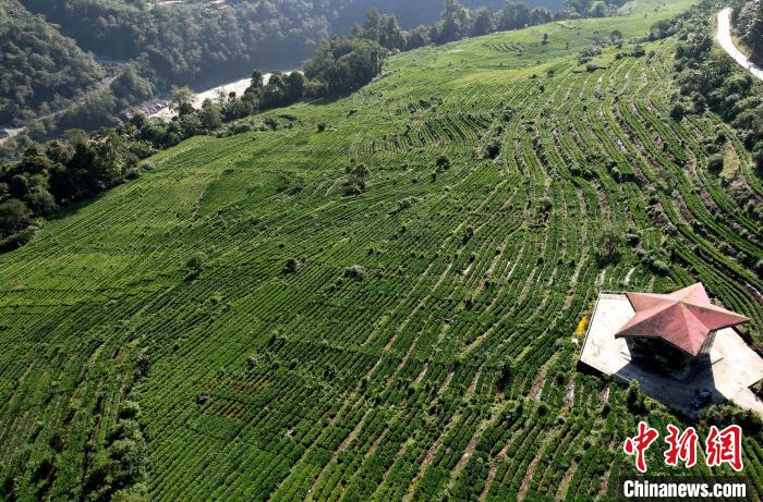圖為西藏林芝市墨脫縣果果塘大拐彎附近的茶田。(無人機(jī)照片) 李林 攝