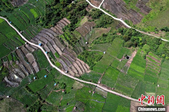 圖為西藏林芝市墨脫縣城附近的茶田。(無人機(jī)照片) 李林 攝