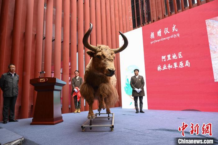 圖為阿里地區(qū)林草局捐贈(zèng)的金絲野牦牛標(biāo)本。　趙朗 攝