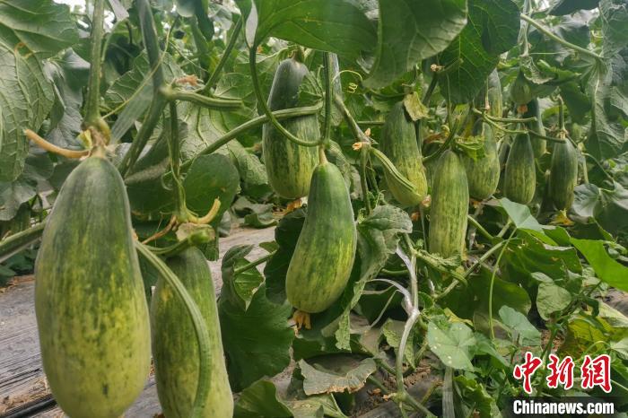西藏海拔4400多米康馬縣甜瓜、西瓜豐收