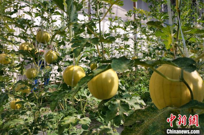 圖為康馬縣大棚內(nèi)的金太陽西瓜?！⒔ㄜ?攝