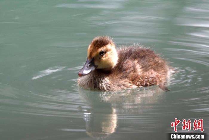 圖為6月22日，棲息在拉魯濕地的白眼潛鴨。　李林 攝