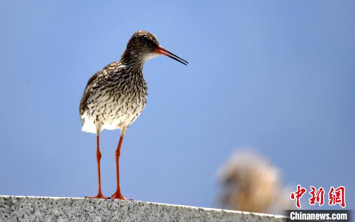 圖為6月22日，棲息在拉魯濕地的紅腳鷸。　李林 攝