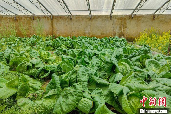 公珠湖執(zhí)勤點(diǎn)的大棚蔬菜，種菜是該執(zhí)勤點(diǎn)輪換民警們的日常?！↓埿▲P 攝