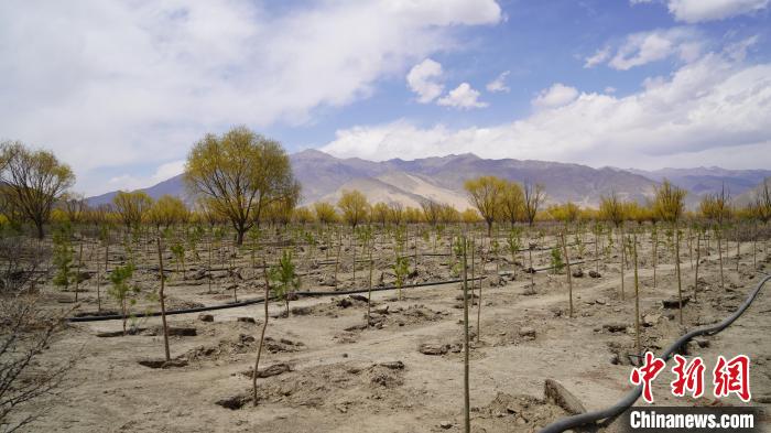圖為位于乃東區(qū)雅魯藏布江河畔的“民族團(tuán)結(jié)同心林”已初具雛形?！∧藮|融媒供圖