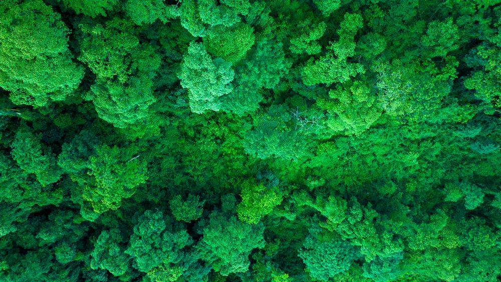 森林覆蓋率達(dá)到50%以上，滿目皆綠。益西曲批攝